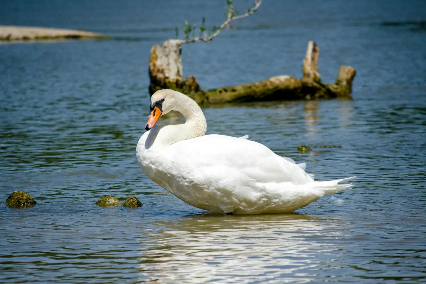 An image of a swan.